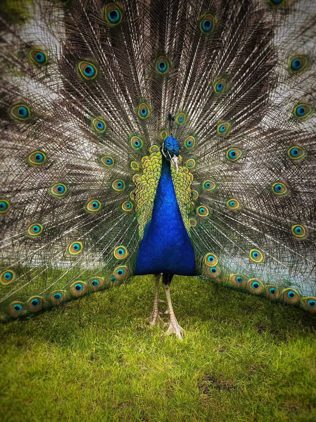 Our visting peacock